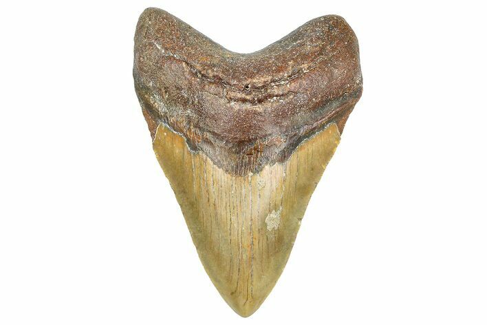 Serrated, Fossil Megalodon Tooth - North Carolina #343433